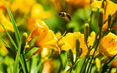 Honeybees are key to biodiversity. Researchers say ecosystems collapsing because of climate change have bee-like species that can be reintroduced